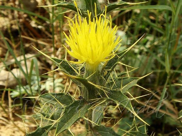 Carthamus Oxyacanthus Wild Safflower